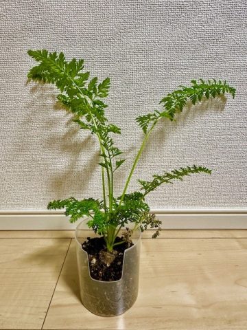 時をかけるにんじん