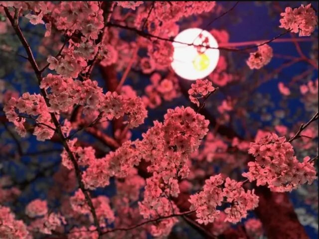 満開
