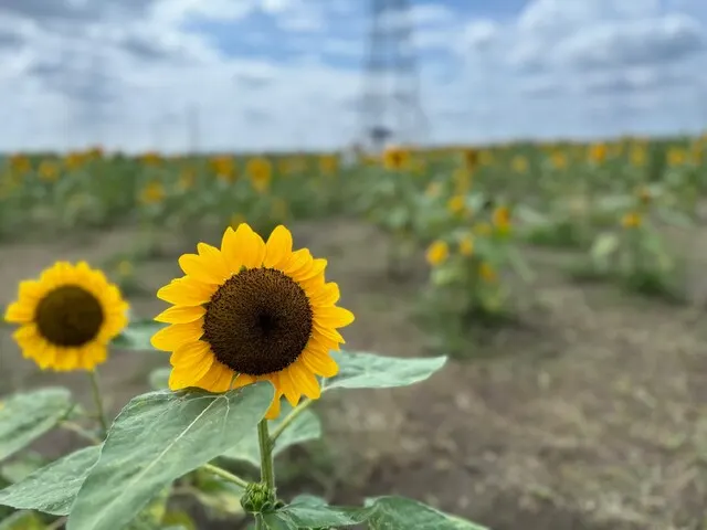 ひまわりも暑い